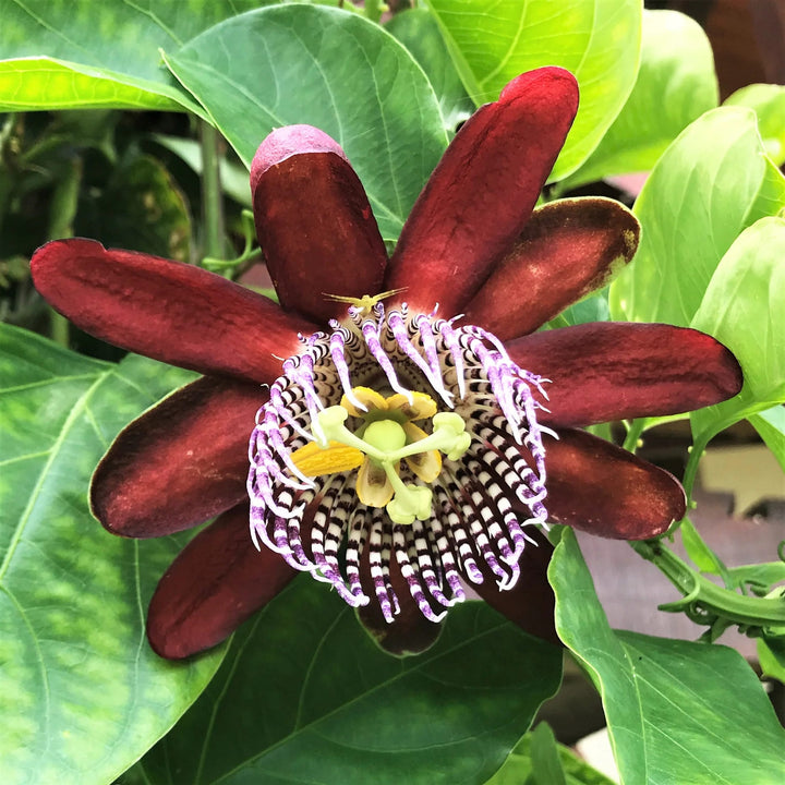 Passion Flower Seeds for Planting – Seasonal Bloomer, Heirloom Non-GMO, High Germination Organic Garden Seeds