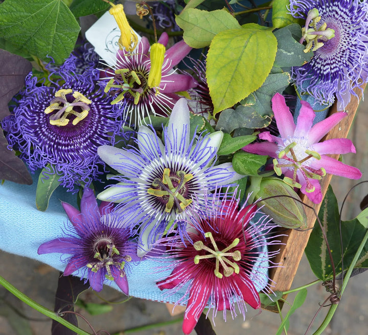 Mixed Passion Flower Seeds for Planting – Heirloom, Non-GMO, High Germination, Perfect for Borders