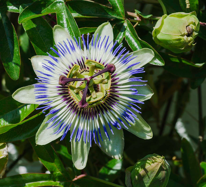 Blue Passiflora Incarnata Flower Seeds for Planting | Heirloom, Non-GMO & High Germination Organic Garden Seeds