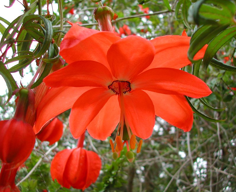 Flower Seeds, Seeds,Seeds For Planting,Plant Seeds