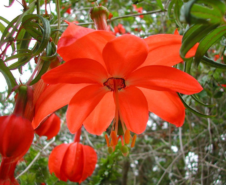 Flower Seeds, Seeds,Seeds For Planting,Plant Seeds