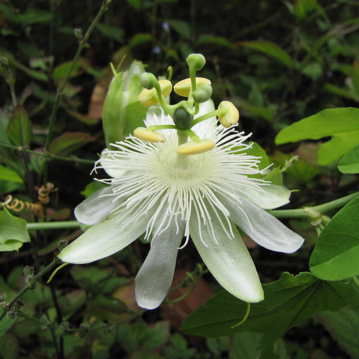 White Passion Flower Seeds for Planting - Heirloom, Non-GMO, Shade Tolerant Organic Garden Seeds