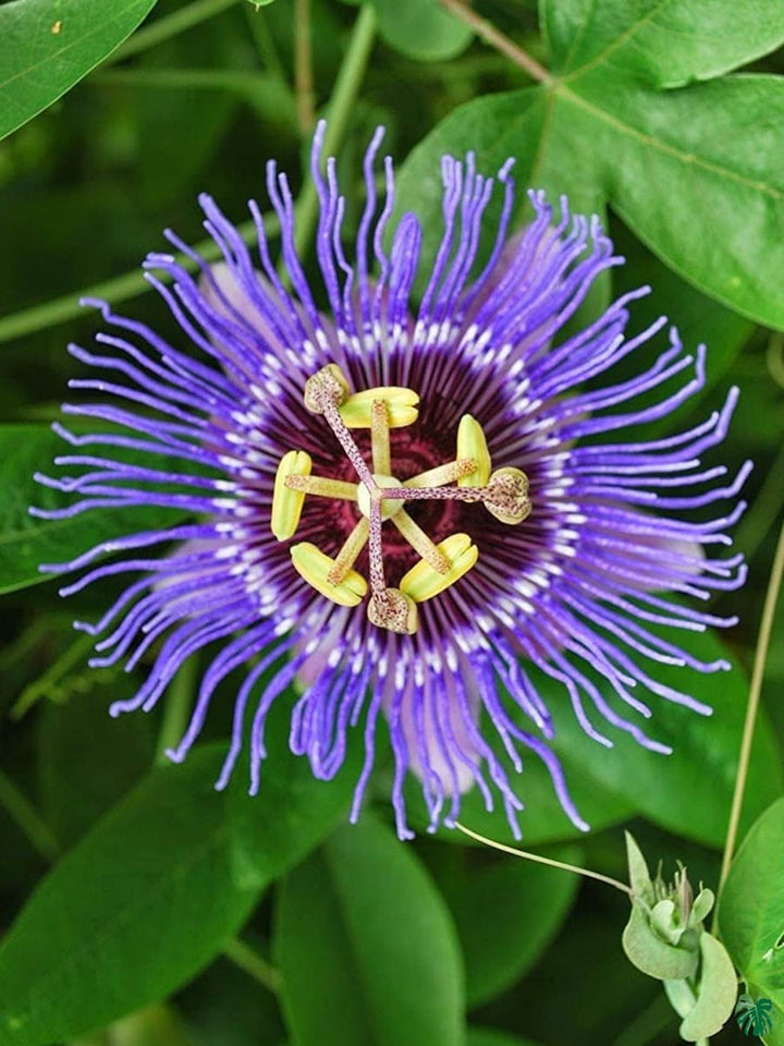 Passiflora Flower Seeds for Planting – Heirloom Non-GMO, High Germination Organic Garden Seeds
