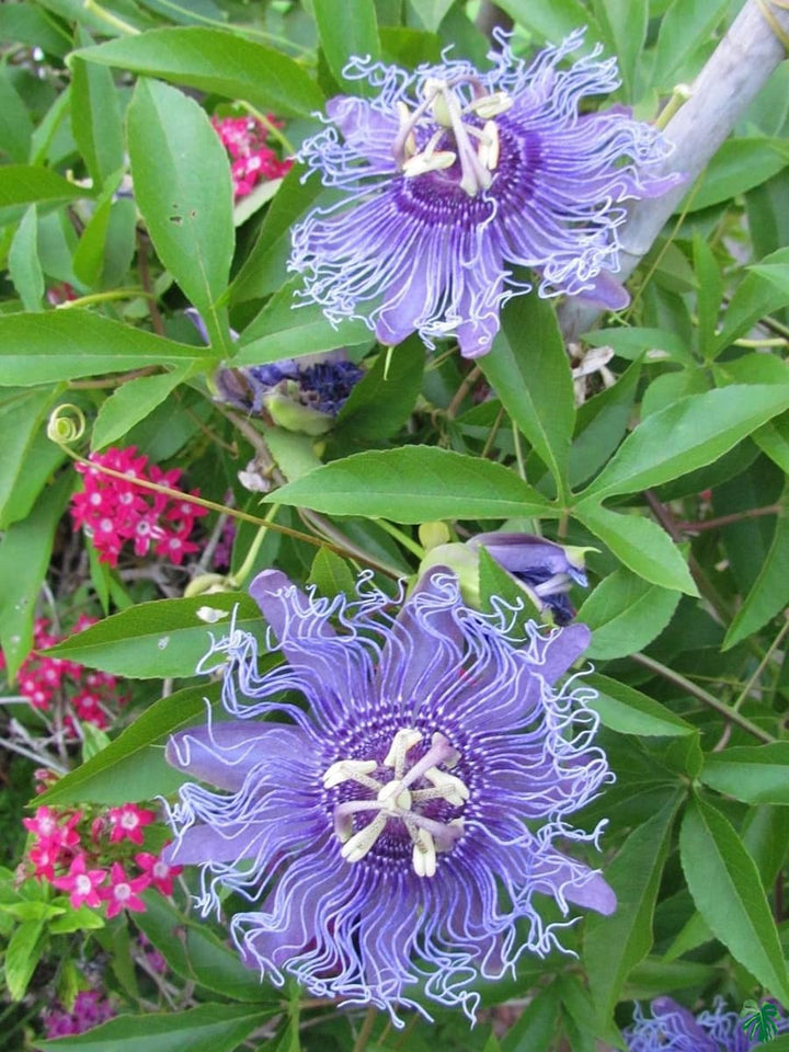 Violet Passion Flower Seeds for Planting – Heirloom, Non-GMO, High Germination Organic Garden Seeds