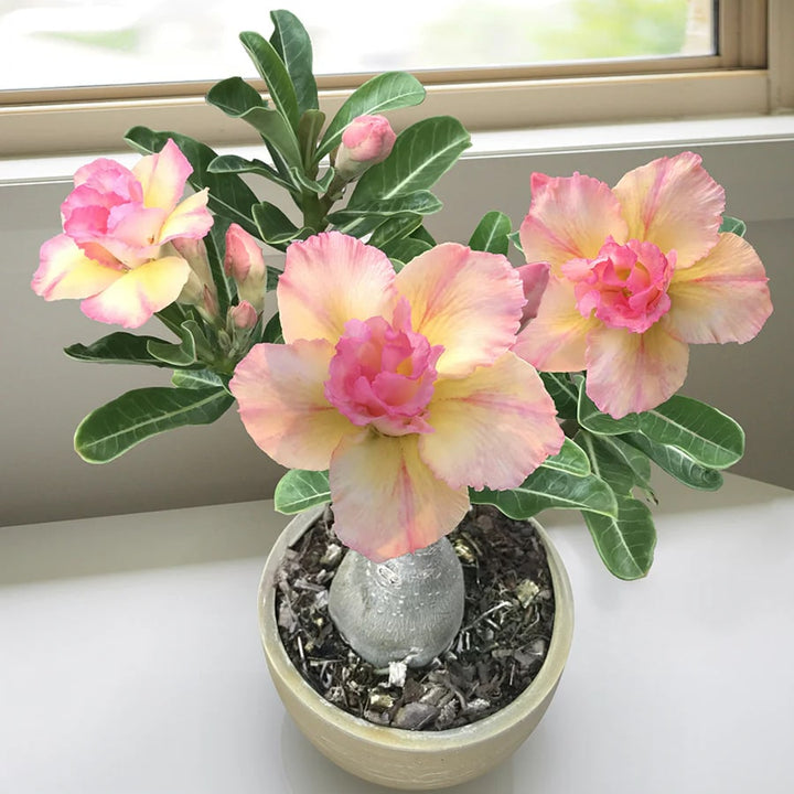 Cream Pink Adenium Flower Seeds for Planting – Heirloom Non-GMO, High Germination Organic Garden Seeds