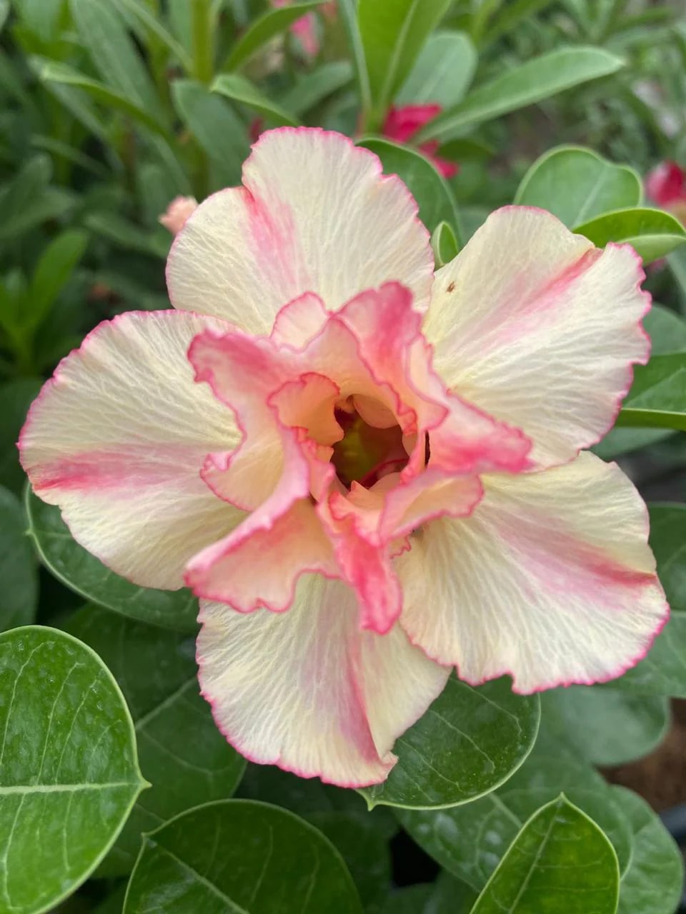 Cream Pink Adenium Flower Seeds for Planting – Heirloom Non-GMO, High Germination Organic Garden Seeds