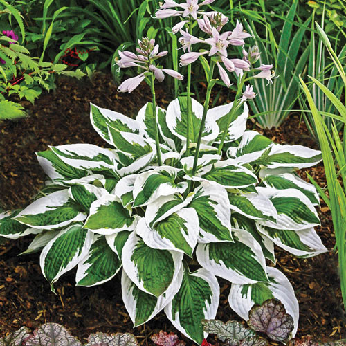 Hosta Flower Seeds for Planting – Heirloom, Non-GMO, High Germination Organic Garden Seeds