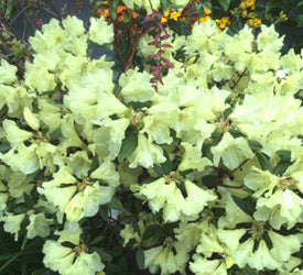 Sea Green Rhododendron Flower Seeds for Planting – Heirloom, Non-GMO, High Germination Organic Garden Seeds