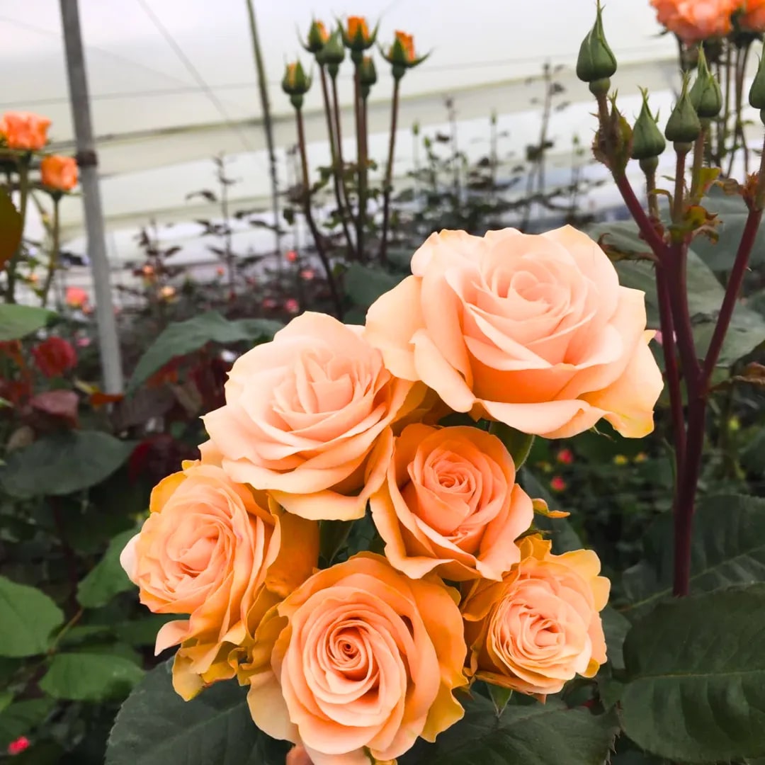 Peach Rose Flower seeds for Planting – Drought Tolerant, Heirloom & GMO Free Seeds for Home Garden