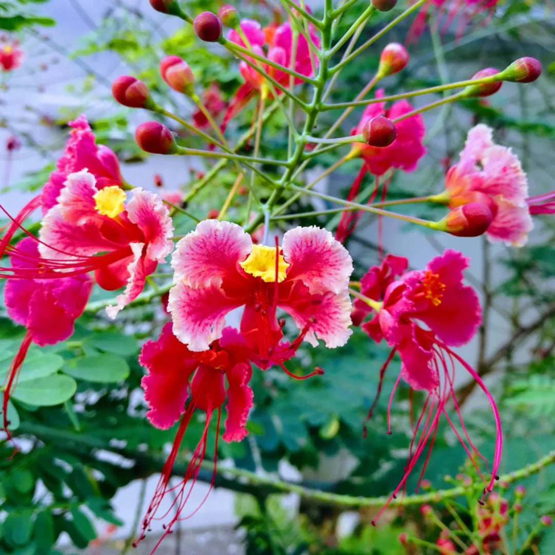 Mixed Caesalpinia Flower Seeds for Planting – Bright Blooms, Heirloom, Non-GMO Seeds for Home Garden