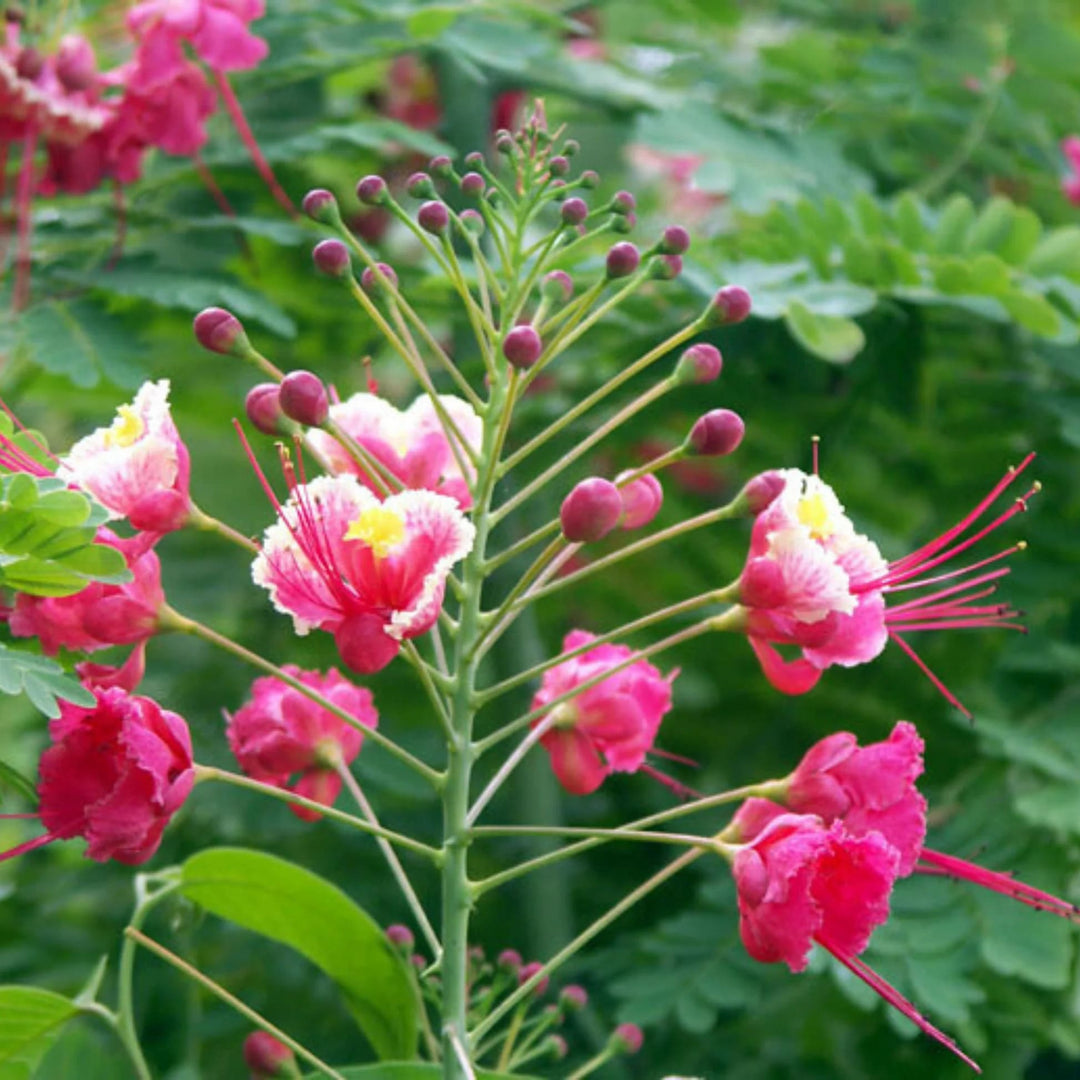 Pink Caesalpinia Flower Seeds for Planting - Heirloom, Non-GMO, Pollinator-Friendly Organic Garden Seeds
