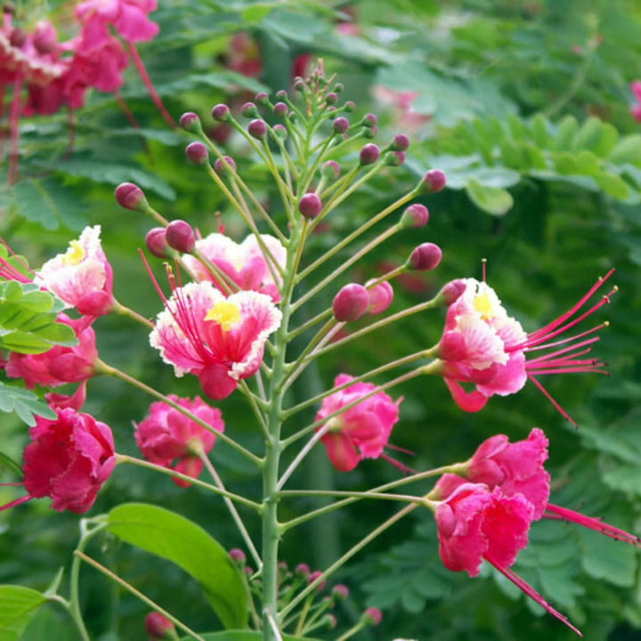 Pink Caesalpinia Flower Seeds for Planting - Heirloom, Non-GMO, Pollinator-Friendly Organic Garden Seeds