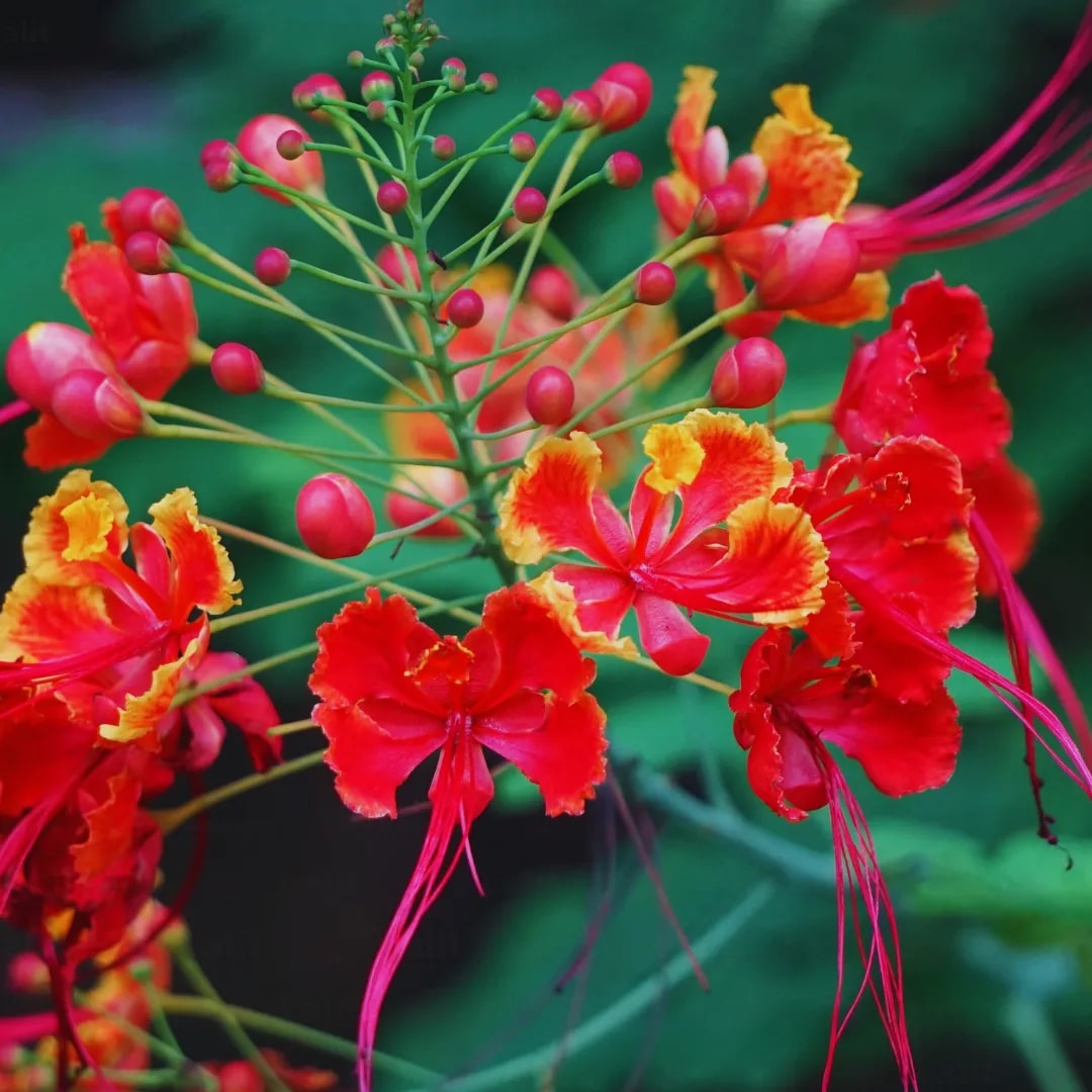 Mixed Caesalpinia Flower Seeds for Planting – Bright Blooms, Heirloom, Non-GMO Seeds for Home Garden