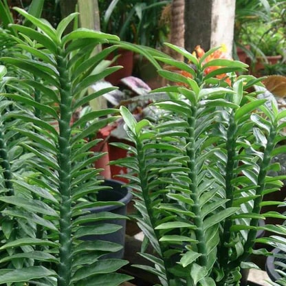 Green Pedilanthus Flower Seeds for Planting – Heirloom Non-GMO, High Germination Organic Garden Seeds