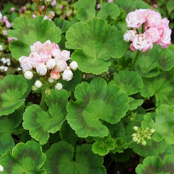 Geranium Apple Blossom Flower Seeds for Planting Red – Heirloom, Non-GMO, High Germination Seeds