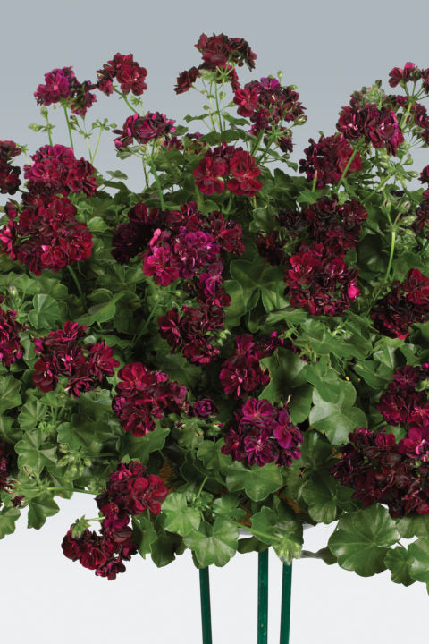 Maroon Red Pelargonium Peltatum Flower Seeds for Planting – Heirloom, Non-GMO, Premium High Germination Seeds