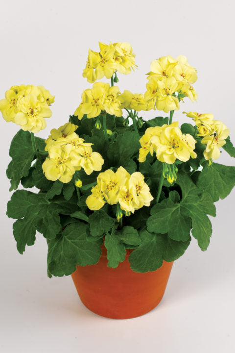 Yellow Univalve Geranium Flower Seeds for Planting – Low Maintenance Heirloom Non-GMO Home Garden