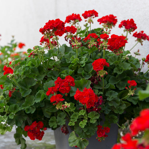 Red Geranium Breakaway Flower Seeds for Planting – Heirloom, Non-GMO, High Germination Organic Garden Seeds