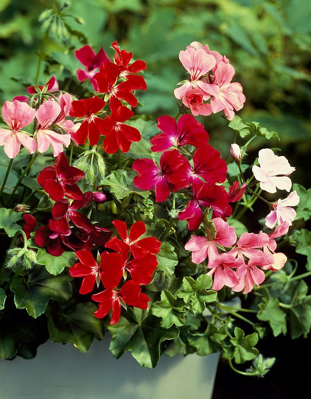 Mixed Pelargonium Peltatum Flower Seeds for Planting – Heirloom, Non-GMO, Drought-Tolerant Garden Seeds