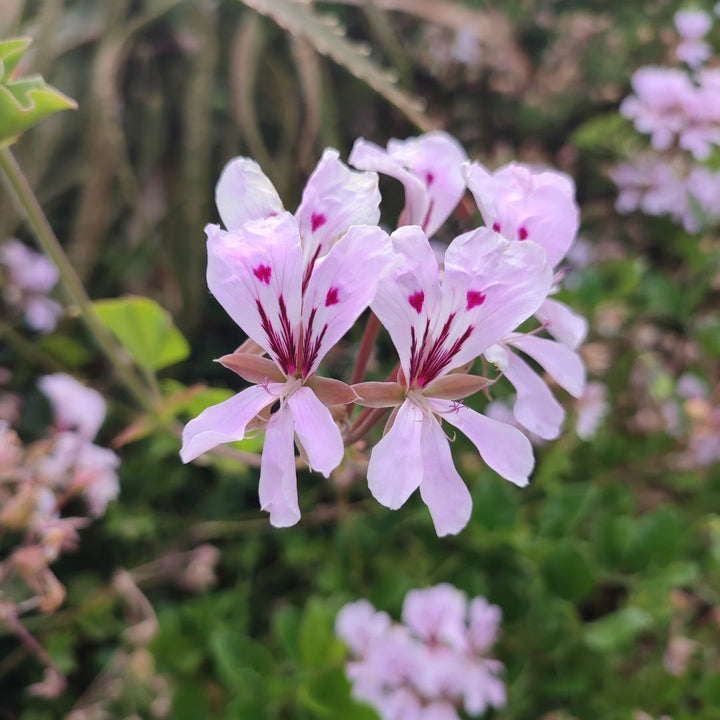 Pink White Pelargonium Peltatum Flower Seeds for Planting | Heirloom Non-GMO High Germination Organic Garden Seeds