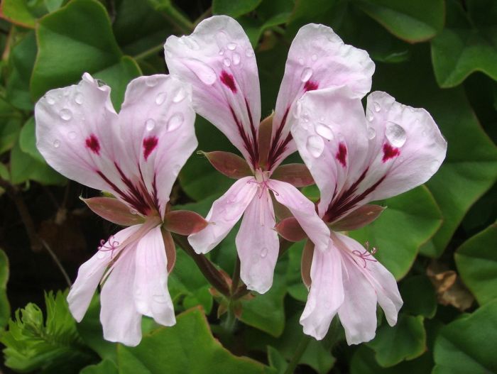 Pink White Pelargonium Peltatum Flower Seeds for Planting | Heirloom Non-GMO High Germination Organic Garden Seeds