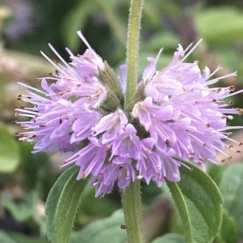 Purple Pulegium Flower Seeds for Planting – Heirloom Non-GMO, High Germination Organic Garden Seeds
