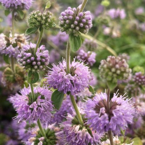 Purple Pulegium Flower Seeds for Planting – Heirloom Non-GMO, High Germination Organic Garden Seeds