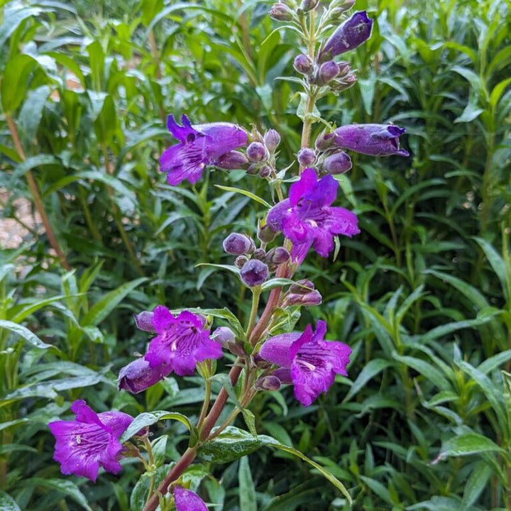 Violet Penstemon Flower Seeds for Planting – Heirloom Non-GMO, High Germination Organic Garden Seeds