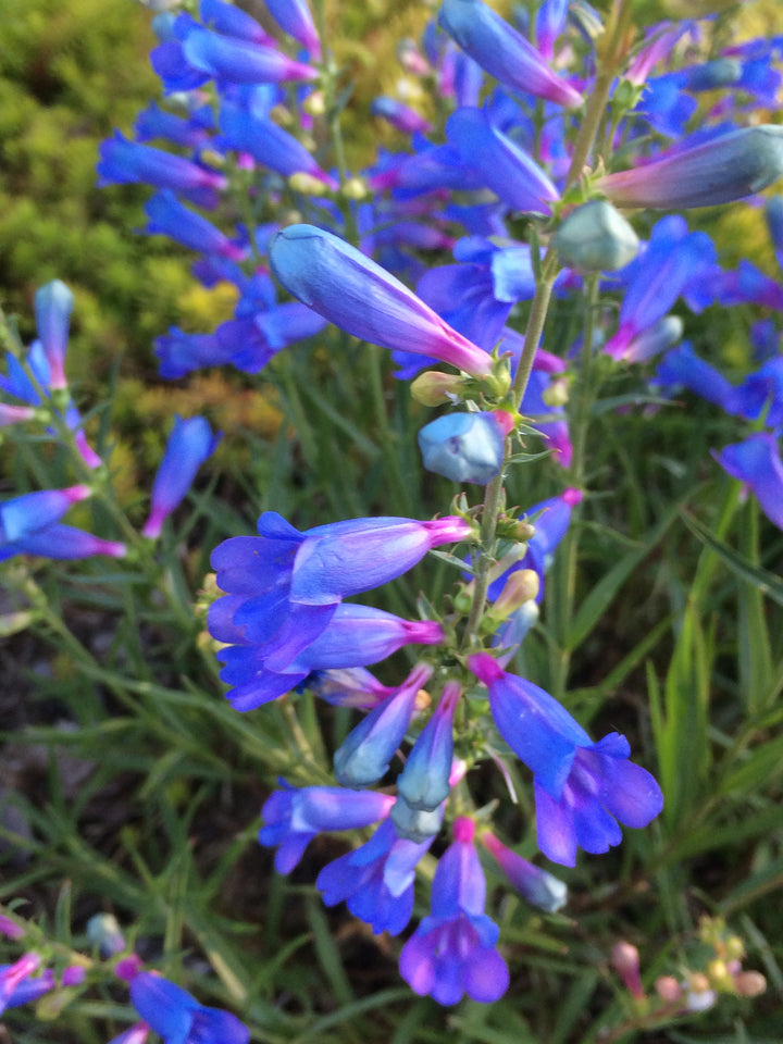 Blue Penstemon Flower Seeds for Planting – Heirloom Non-GMO, High Germination Organic Garden Seeds