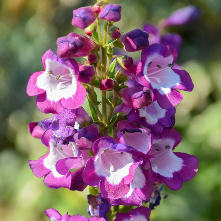 Flower Seeds, Seeds,Seeds For Planting,Plant Seeds