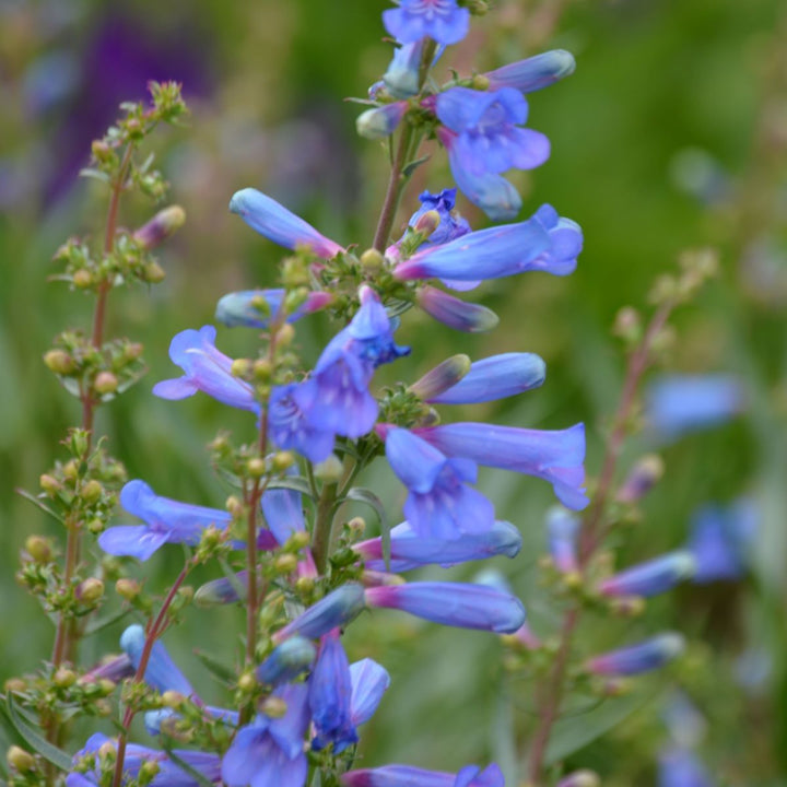 Blue Penstemon Flower Seeds for Planting – Heirloom Non-GMO, High Germination Organic Garden Seeds