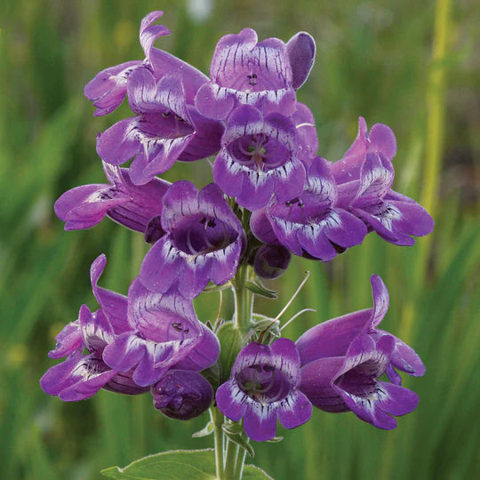Violet Penstemon Flower Seeds for Planting – Heirloom, Non-GMO, High Germination Organic Garden Seeds