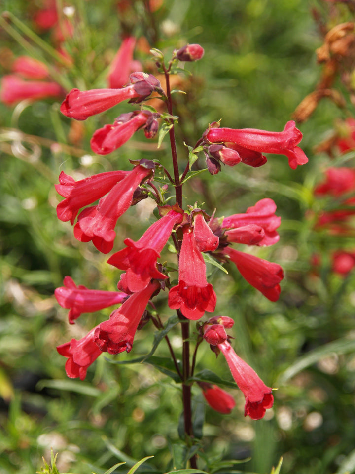 Penstemon Flower Seeds for Planting – Heirloom, Non-GMO, High Germination Organic Garden Seeds