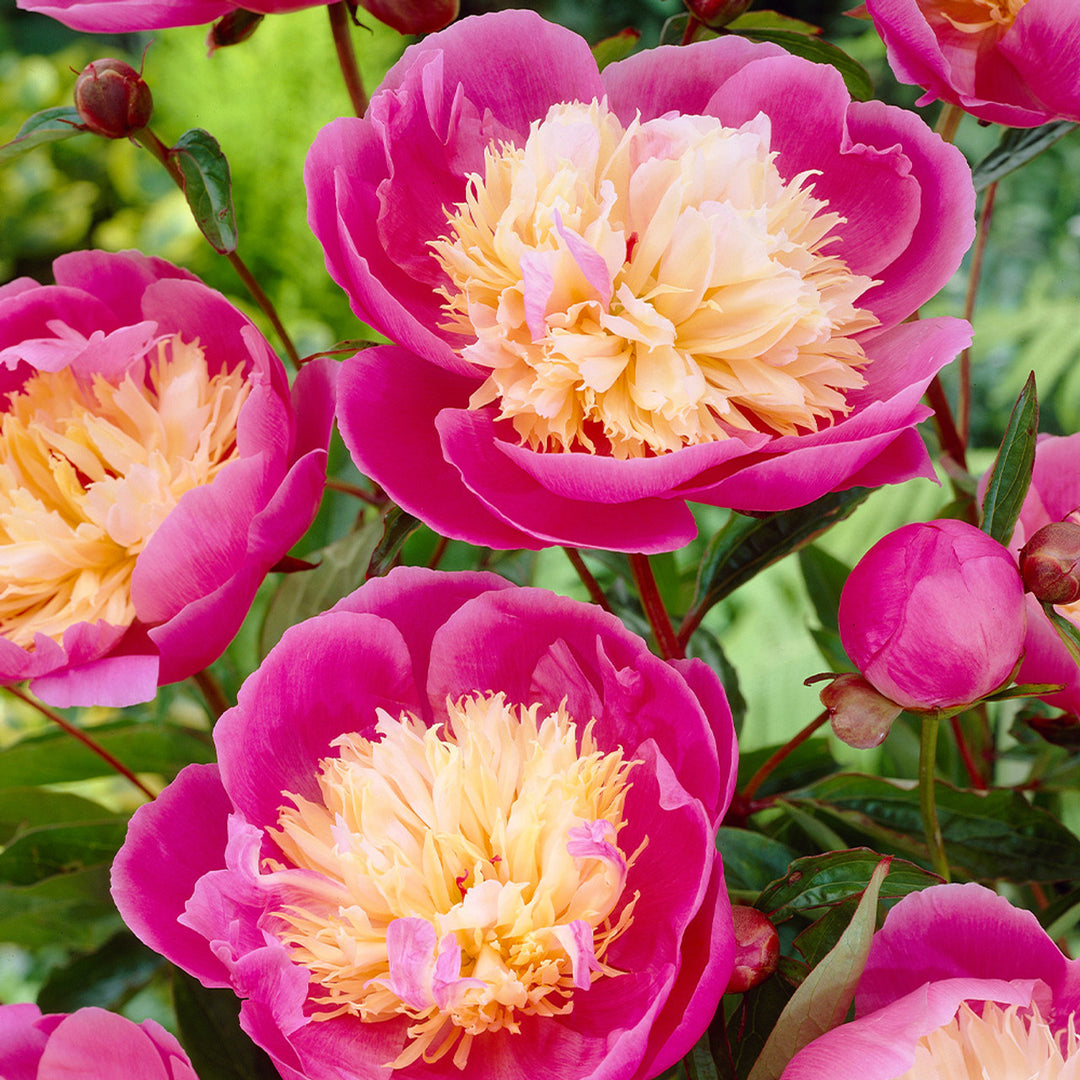 Pink Yellow Walter Mains Flower Seeds for Planting – Heirloom, Non-GMO, Long Bloom, High Germination
