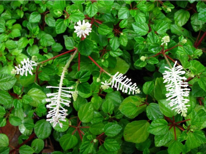 Pellucida Flower Seeds for Planting – Heirloom, Non-GMO, High Germination Organic Garden Seeds