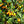 Yellow Biquinho Pepper Seeds for Planting – Heirloom, Non-GMO Pepper Seeds