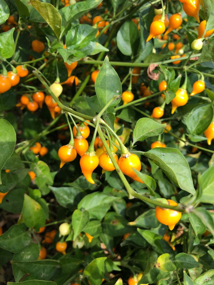 Yellow Biquinho Pepper Seeds for Planting – Heirloom, Non-GMO Pepper Seeds