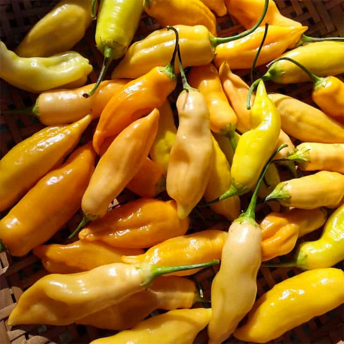 Sugar Rush Peach Pepper Seeds for Planting – Heirloom, Non-GMO, Sweet Hot Chili – High Germination