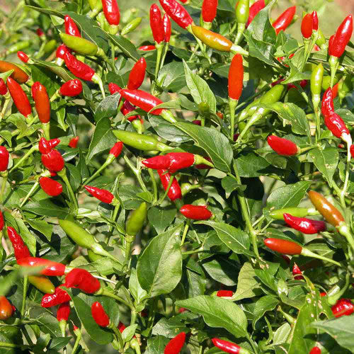 Tabasco Hot Pepper Seeds for Planting – Heirloom, Non-GMO, Spicy Chili Peppers – High Germination –
