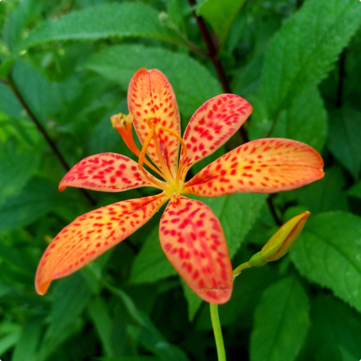 Red Leopard Flower Seeds for Planting – Heirloom Non-GMO, High Germination Organic Garden Seeds