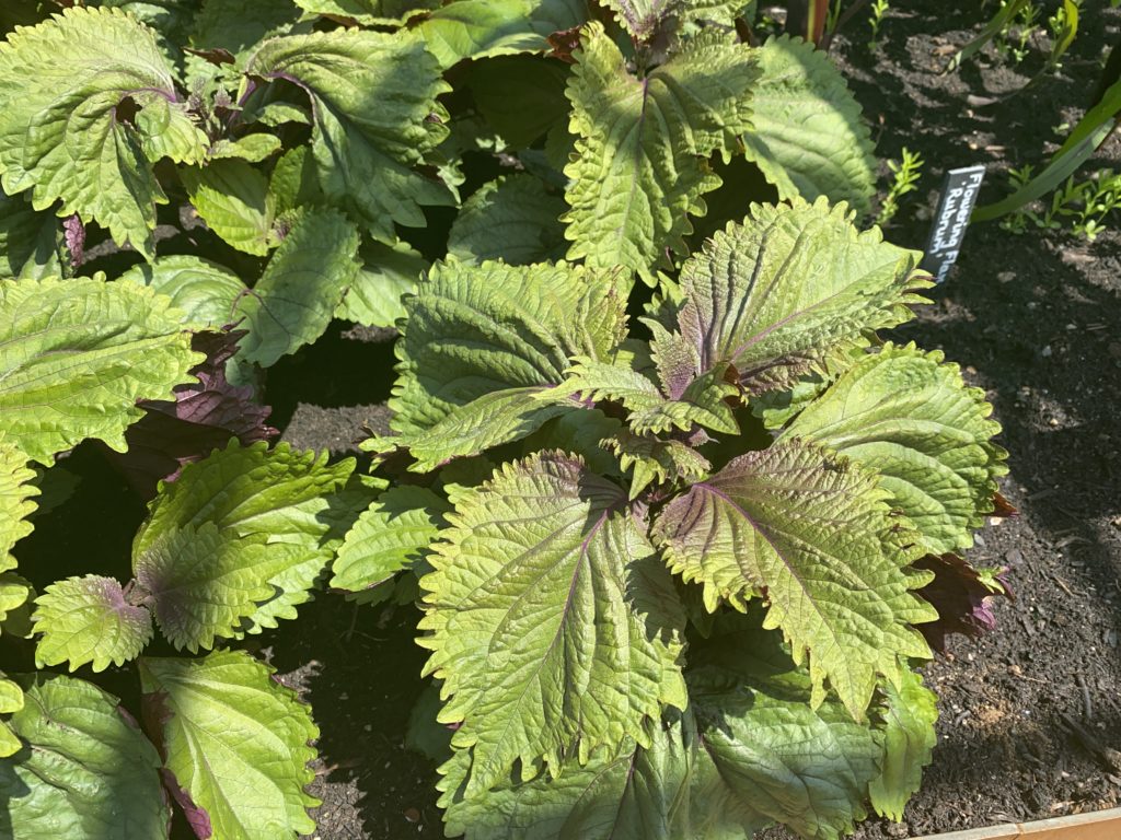 Organic Bicolor Perilla Shiso Herb Seeds for Planting – Heirloom, Non-GMO, Organic Garden Seeds with High Germination