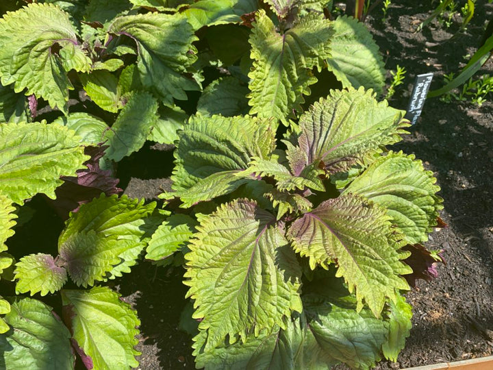 Organic Bicolor Perilla Shiso Herb Seeds for Planting – Heirloom, Non-GMO, Organic Garden Seeds with High Germination