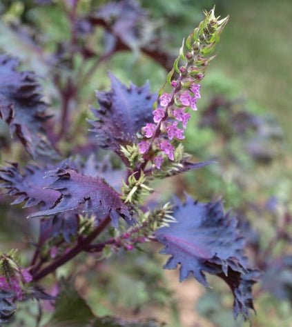 Purple Perilla Flower Seeds for Planting – Heirloom, Non-GMO, High Germination Organic Garden Seeds
