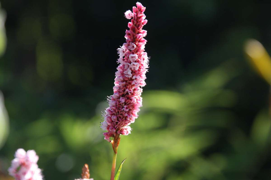 Pink Polygonum Bistorta Flower seeds for Planting - Organic Garden Seeds, Heirloom & Non-GMO High Germination