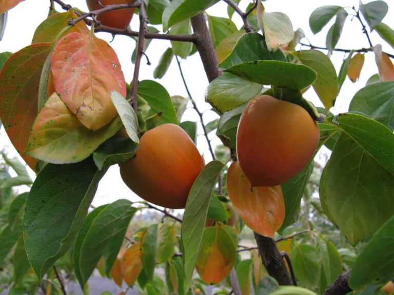Pink Persimmon Fruit seeds – Heirloom, Non-GMO Seeds for Planting Sweet, Healthy Orchard Trees