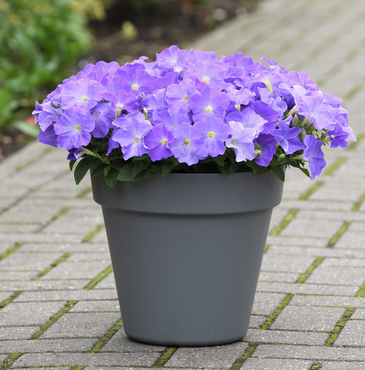 Light Blue Petunia Flower Seeds for Planting – Heirloom Non-GMO Seeds, High Germination Organic Garden Seeds