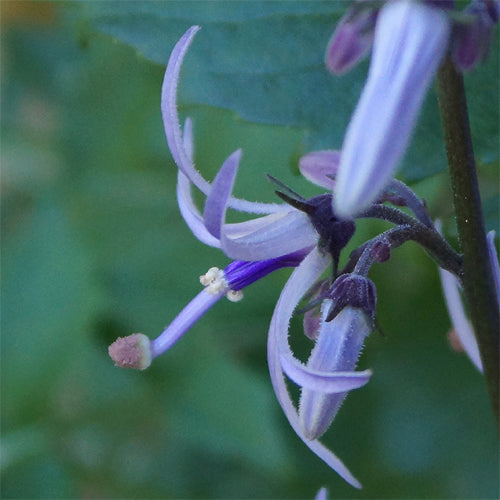 Blue Petromarula Pinnata Flower Seeds for Planting – Heirloom Non-GMO, High Germination Organic Garden Seeds