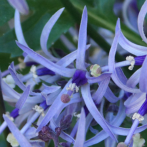 Blue Petromarula Pinnata Flower Seeds for Planting – Heirloom Non-GMO, High Germination Organic Garden Seeds