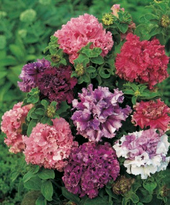 Double Petunia Flower Seeds for Planting – Heirloom Non-GMO, High Germination Organic Garden Seeds