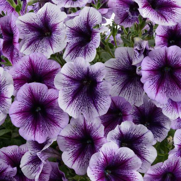 Lavender Black Petunia Flower Seeds for Planting – Vibrant Blooms, Heirloom Non-GMO High Germination Organic Garden Seeds